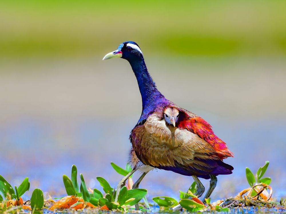 Photograph by Irene Chattopadhyay