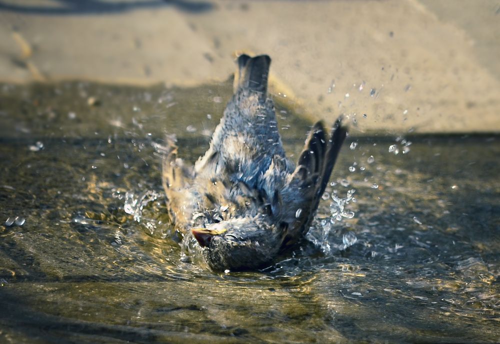 Photograph by Natalia Bolotenkova