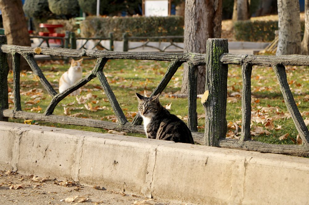 Photograph by Mohsen Khani