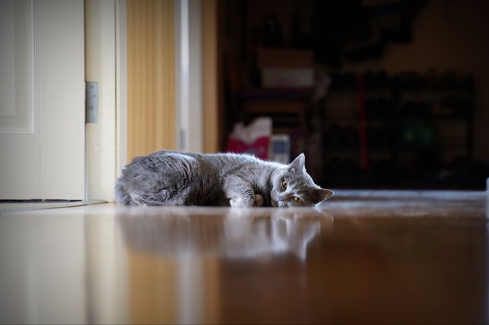 Фотография автора Анатолий Дауров