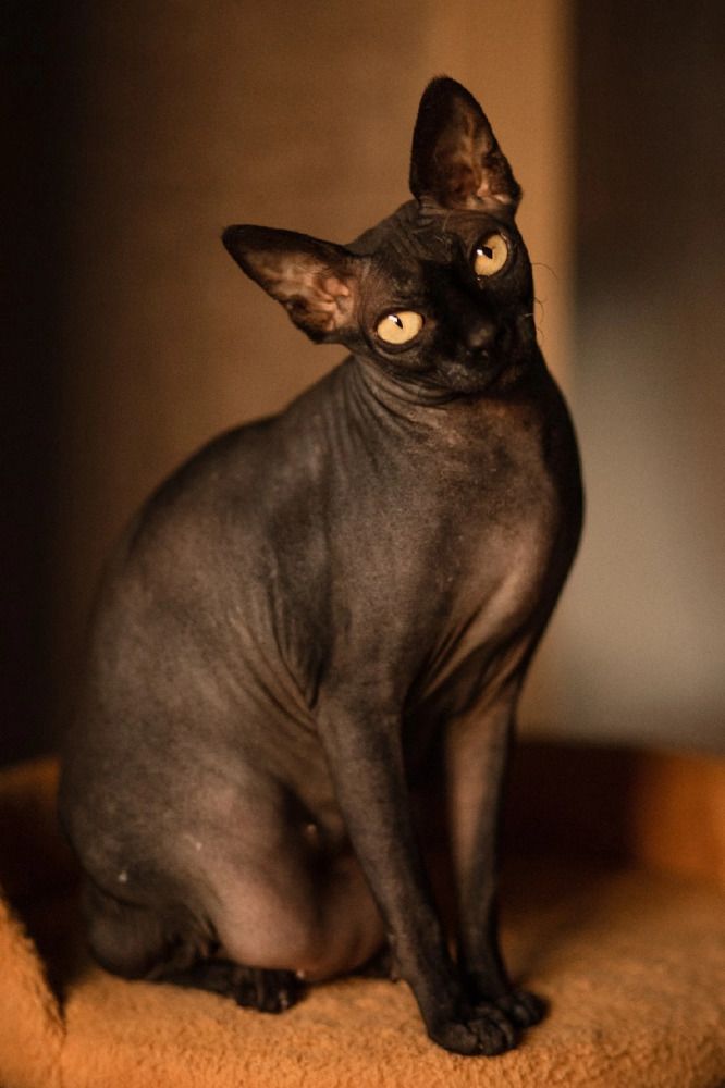 Кошка Бан -Ши