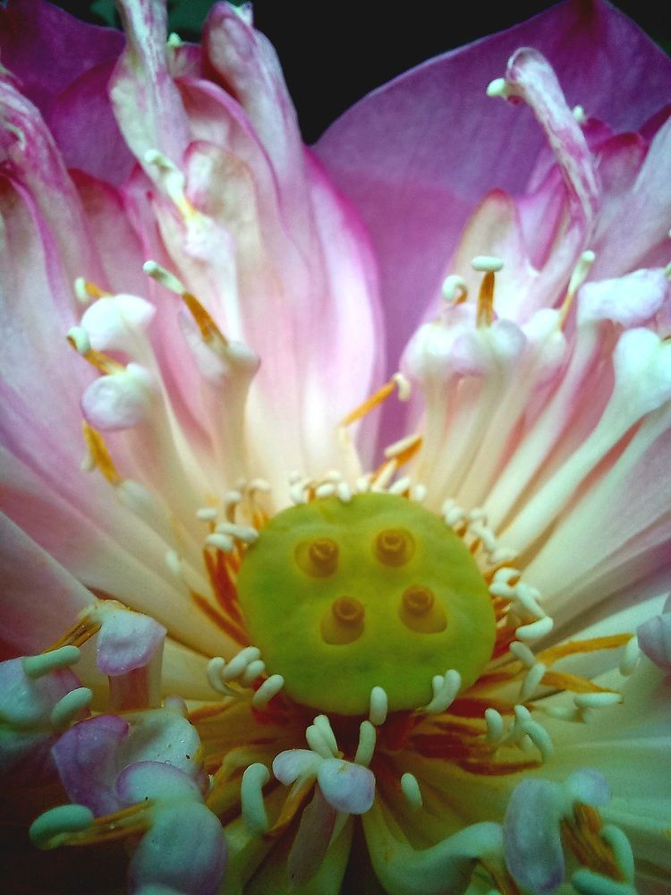 Photograph by Pujo Cahyono