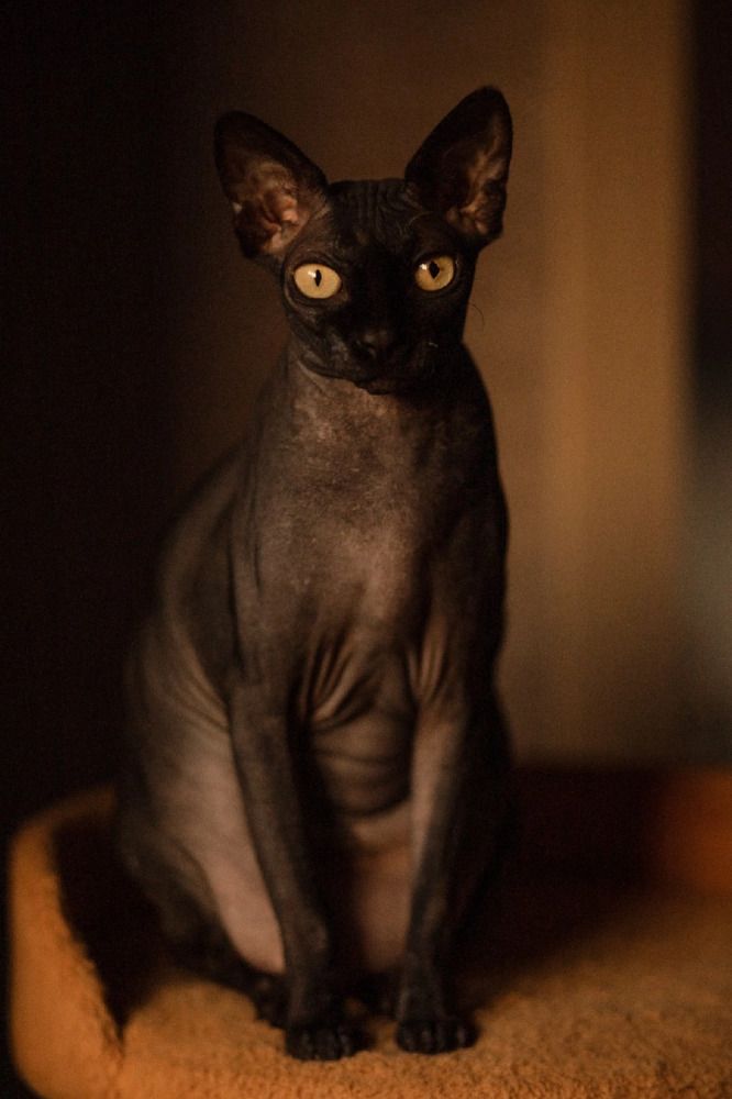 Кошка Бан -Ши