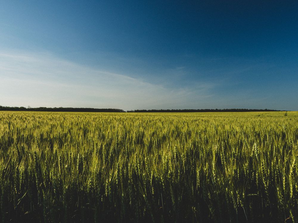 Вид на поле