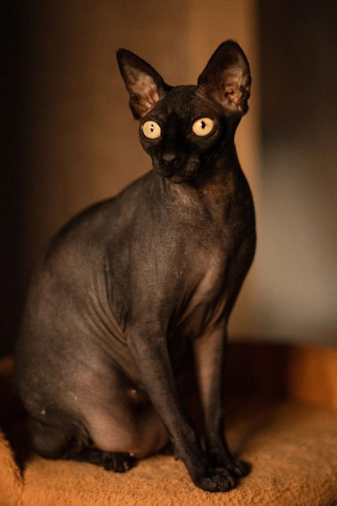 Кошка Бан -Ши