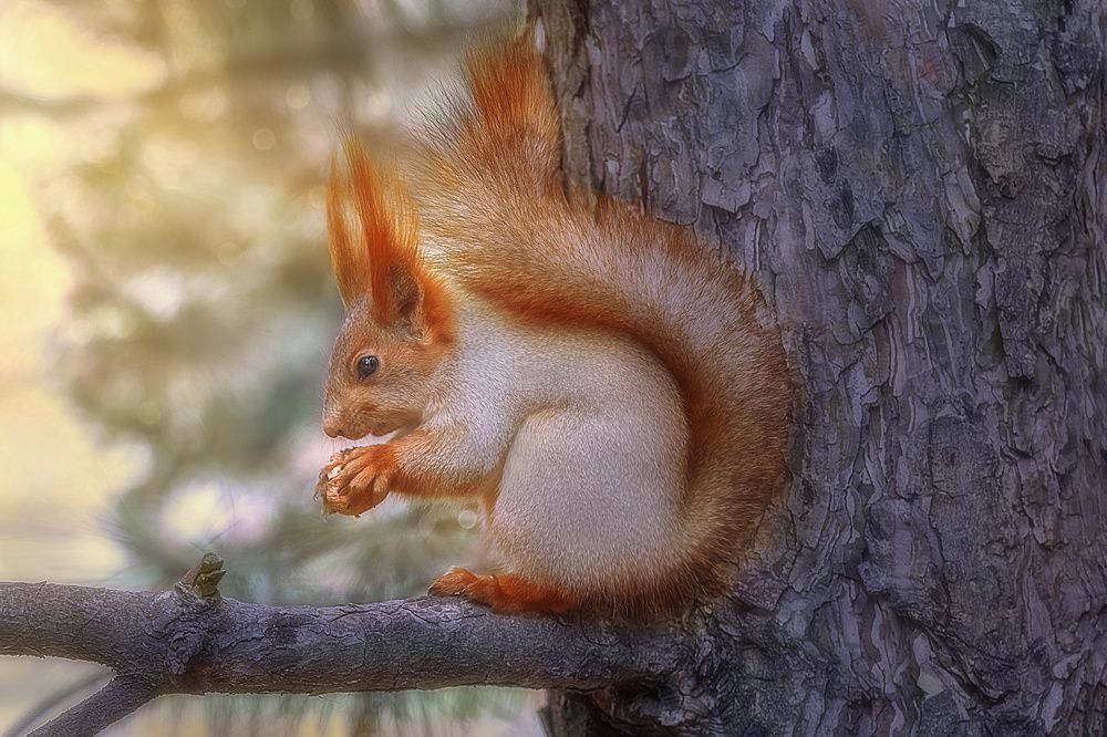 Забавная белка-гномик с орехом.