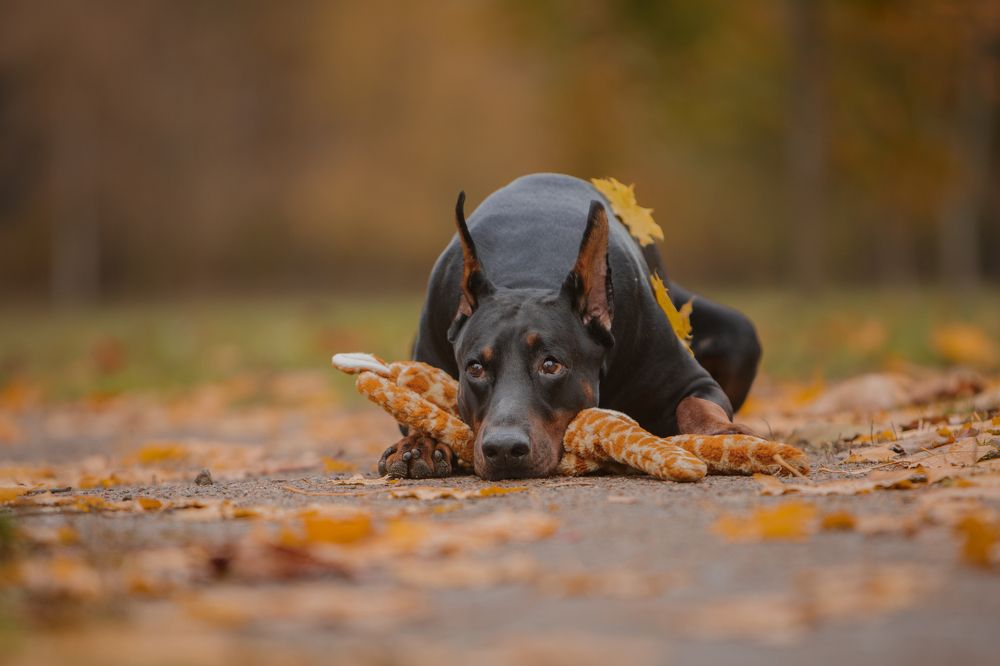 Осенняя печаль