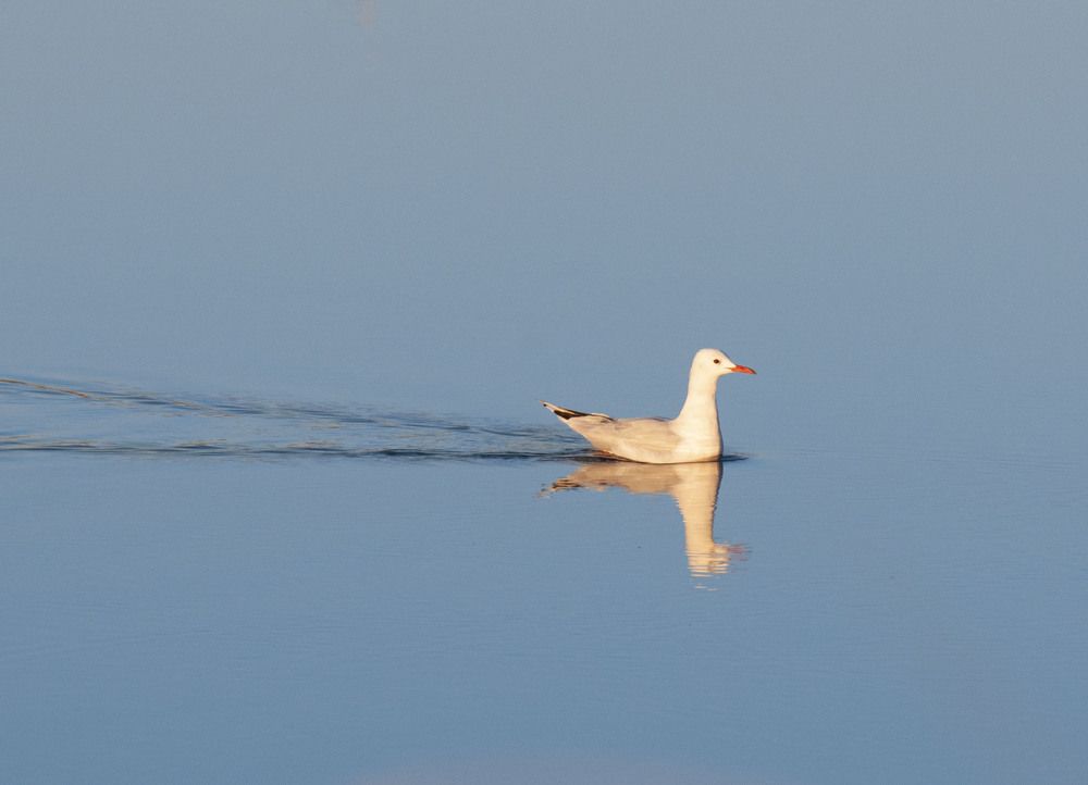 Photograph by Geo Lib