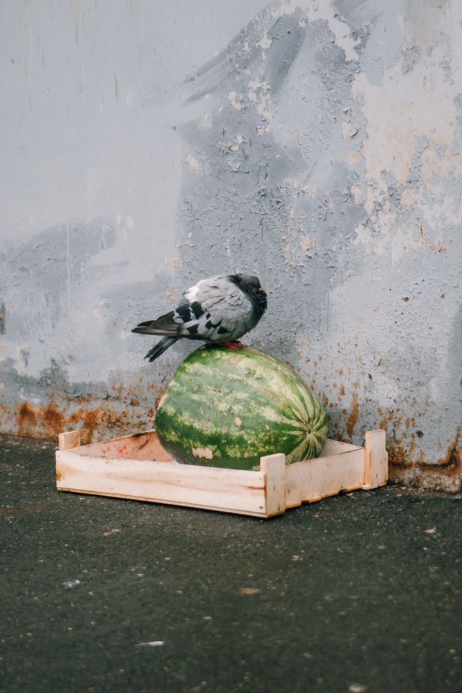 Photograph by Елена Граф