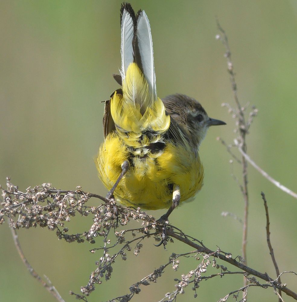 Только хвостиком махнула. Желтая трясогузка.