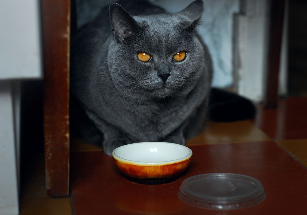 Фотография автора Анна Гаврилова