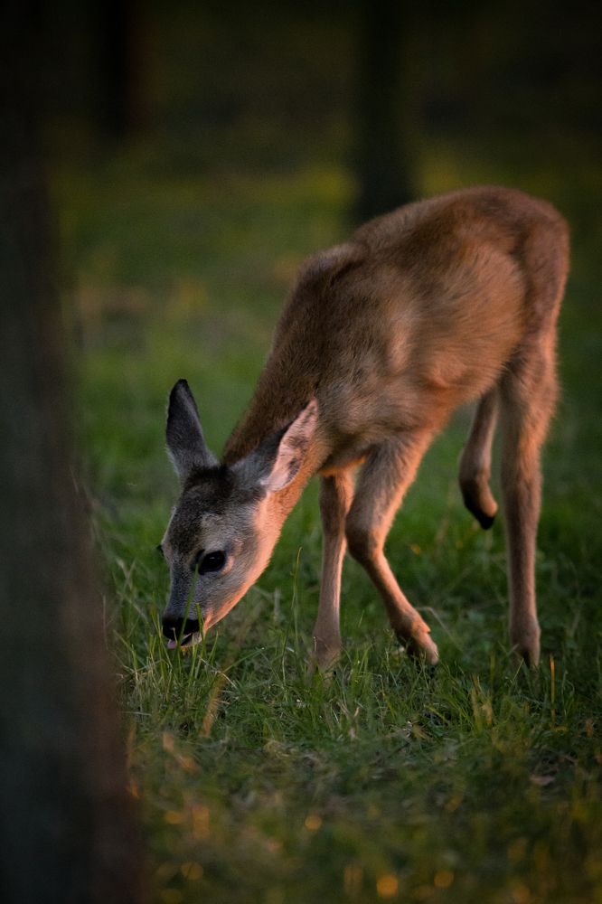 Fallow deer fawn