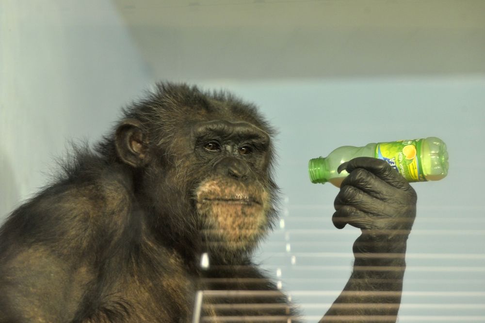 Фотография автора Сергей Чесноков