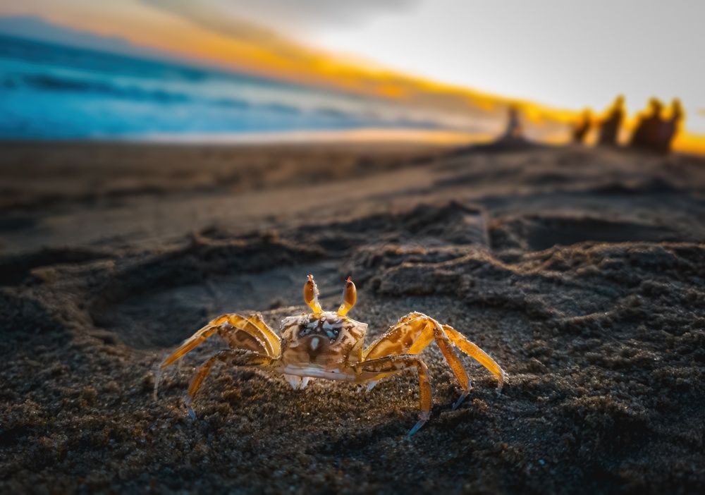 Фотография автора Rahul Chakraborty