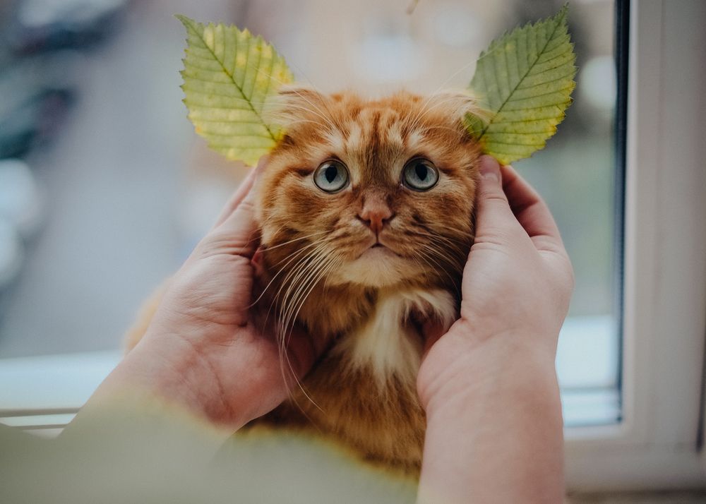 Photograph by Tyshkanchik