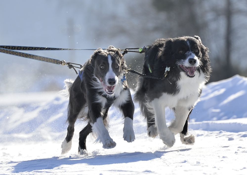 Фотография автора Сергей Чесноков
