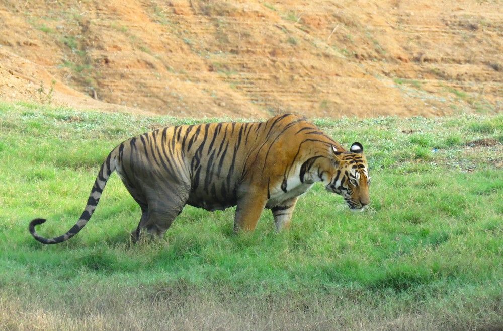 Tigress moving stealthily