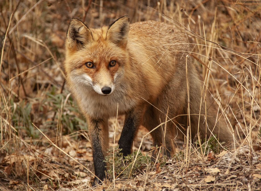 Photograph by Алиса Винниченко