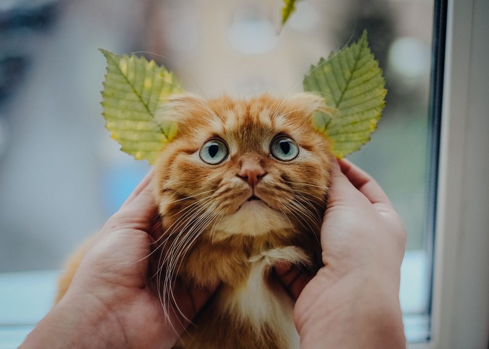 Photograph by Tyshkanchik