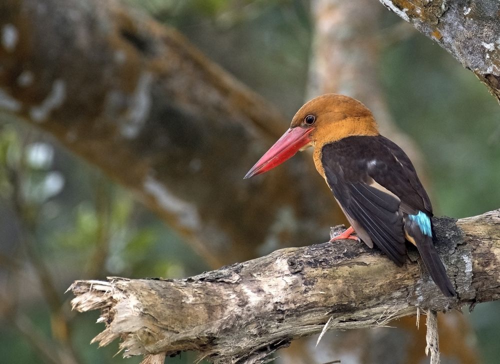 Photograph by Angshuman Mitra