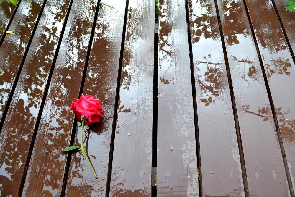 Photograph by Марина Стародуб