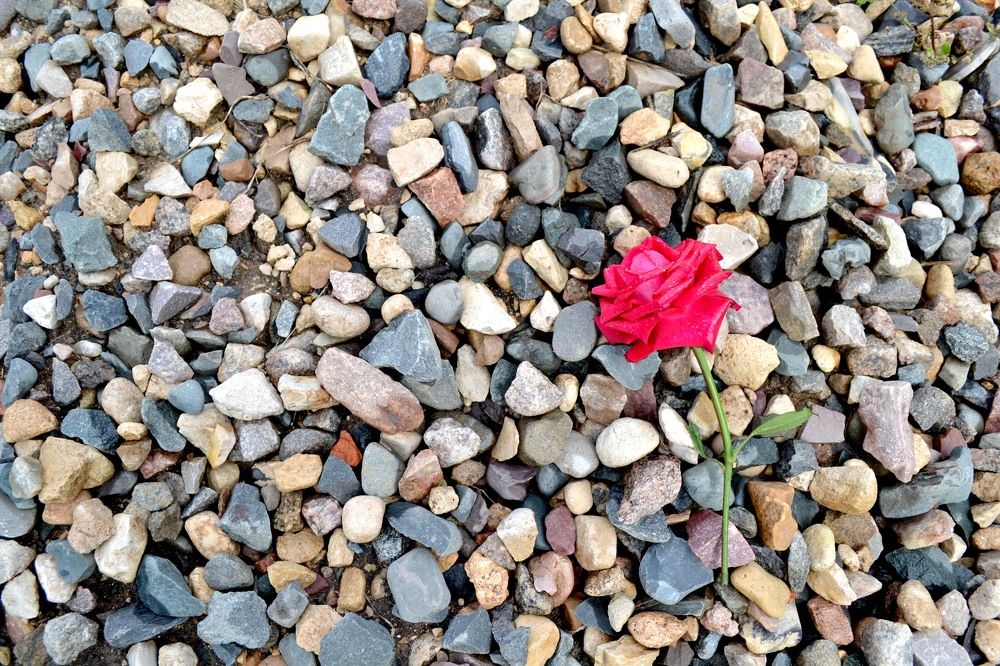 Photograph by Марина Стародуб