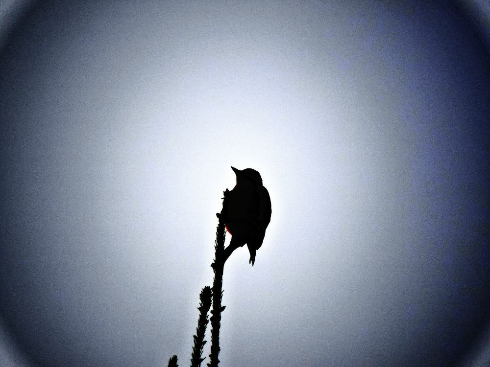 Photograph by Александр Шувалов
