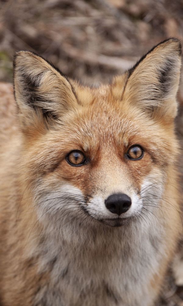 Photograph by Алиса Винниченко