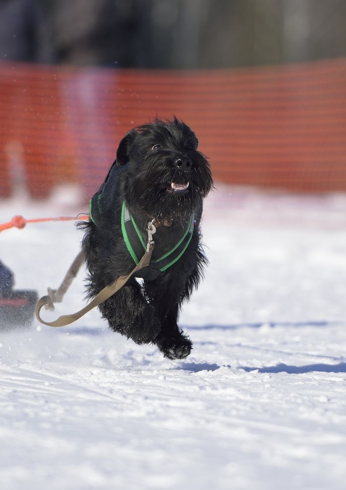 Фотография автора Сергей Чесноков