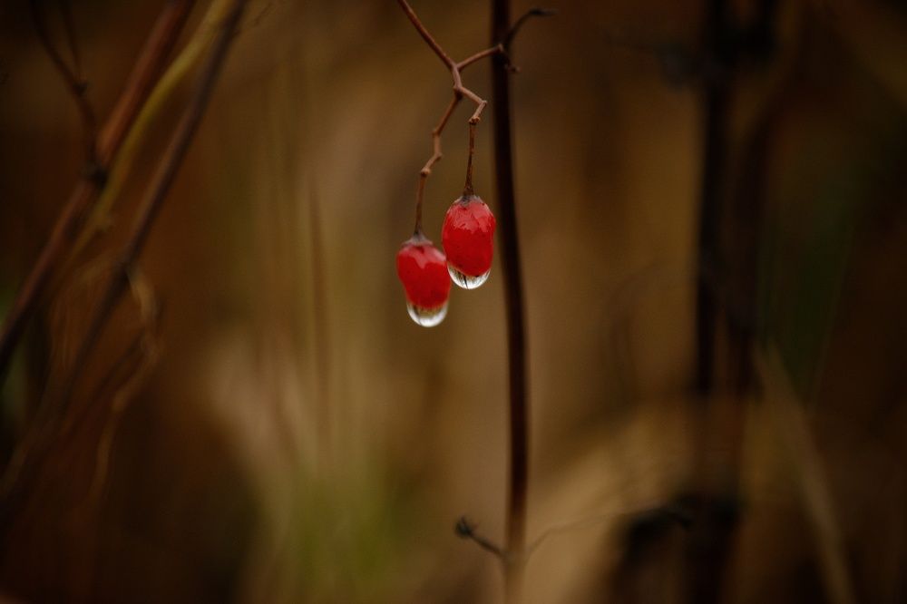 Photograph by Сергей Симаков