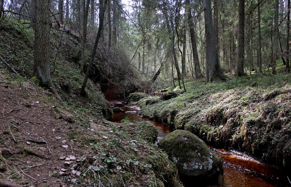 Ручей в лесу. Мотивы И. Шишкина.