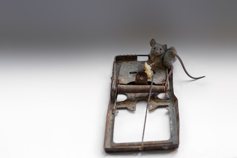 Photograph by Дашдемир Мамедов