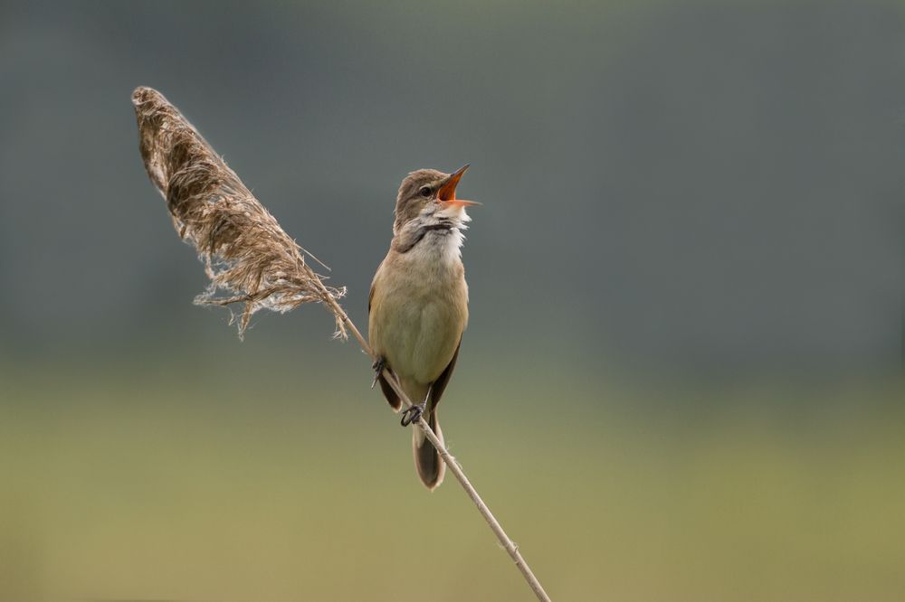 Photograph by Bruno Golemac