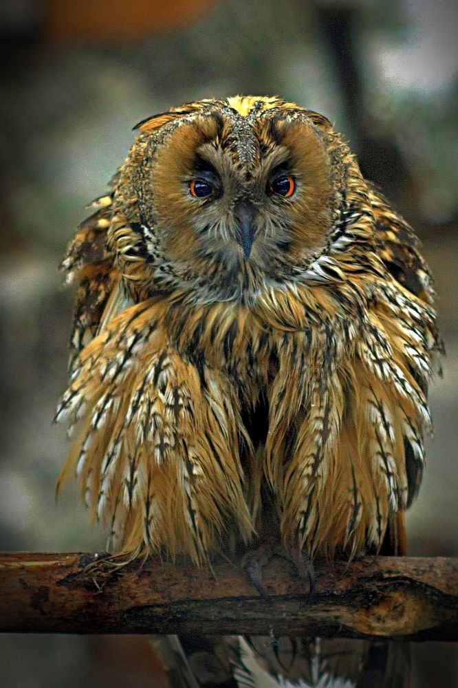 Болотная сова