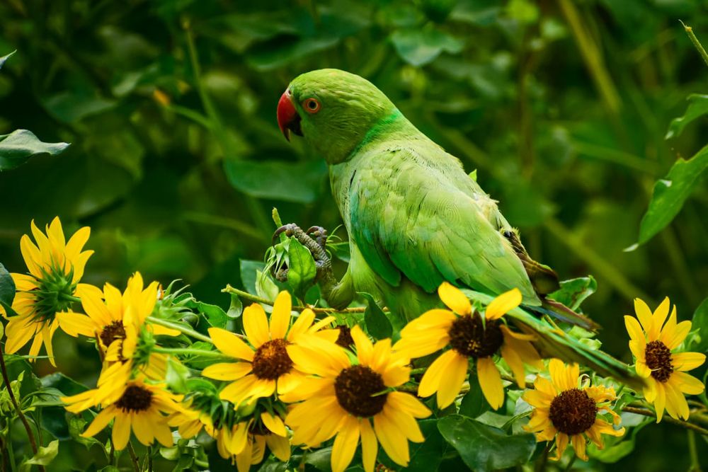 Photograph by Irene Chattopadhyay