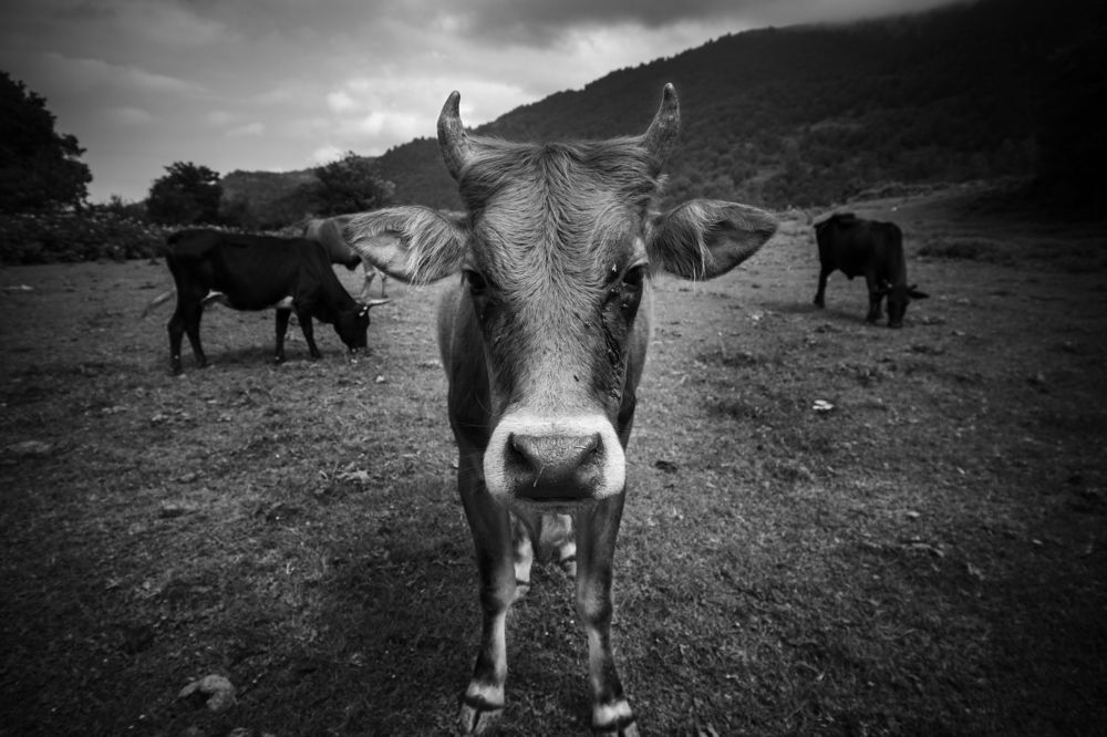 Photograph by mamad javan