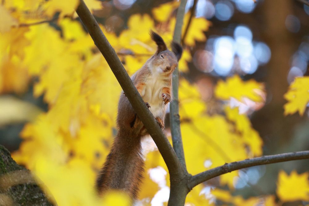 Фотография автора Игорь Ефремычев