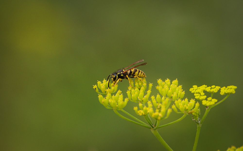 Photograph by Вася Кадочников