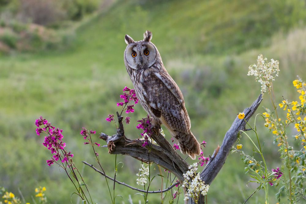 Photograph by Сергей Адамов