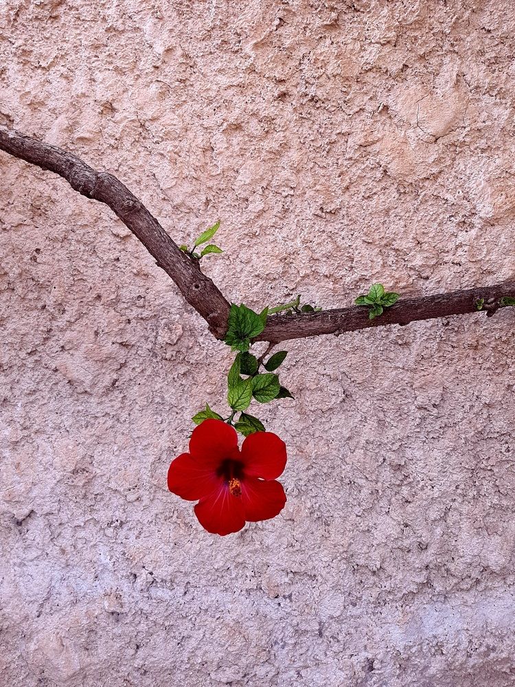 Photograph by virgilija61 Motejunaite