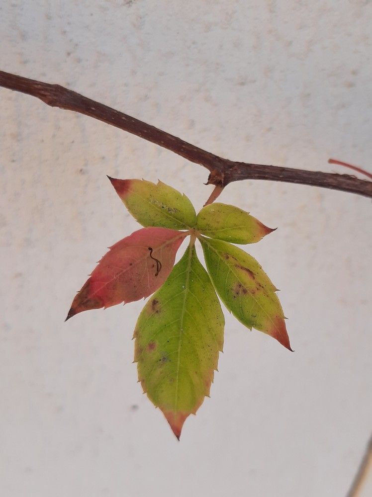 Photograph by virgilija61 Motejunaite