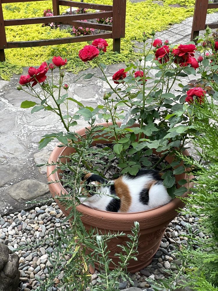 Photograph by Татьяна Токарева