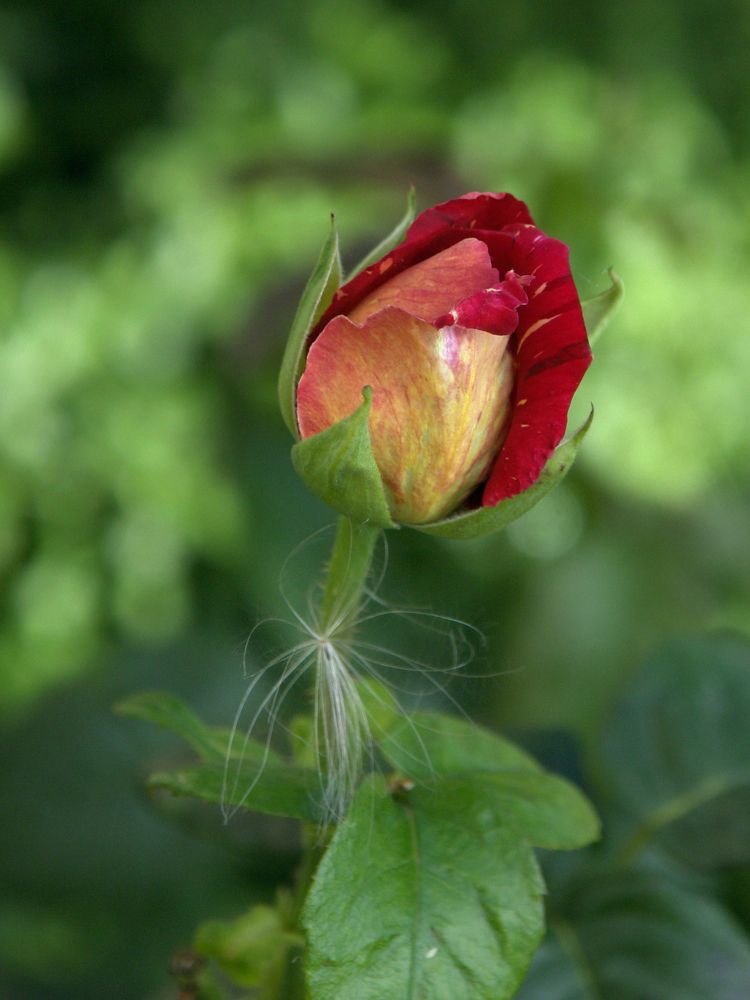 Photograph by Игорь Шевердин