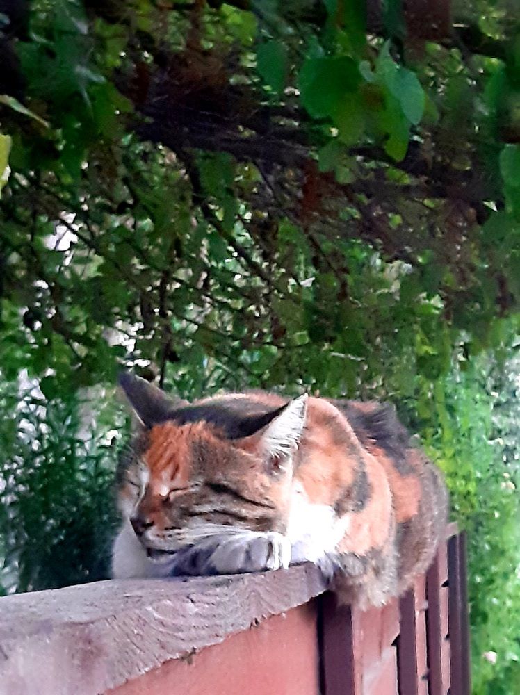 Сладкий сон