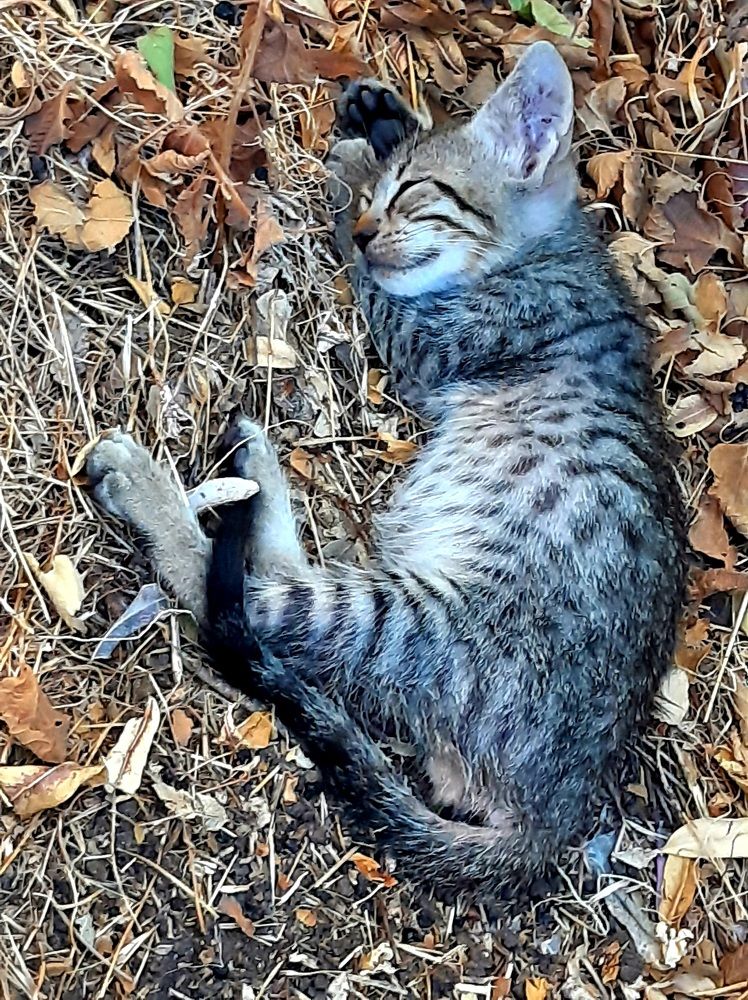 Photograph by virgilija61 Motejunaite