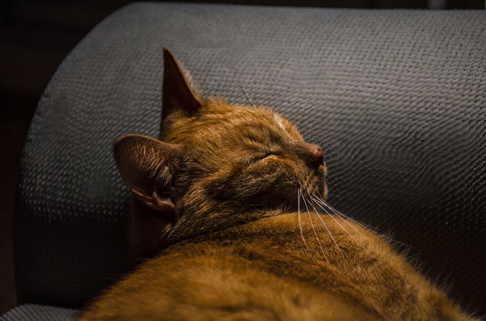 Photograph by Игорь Грашин