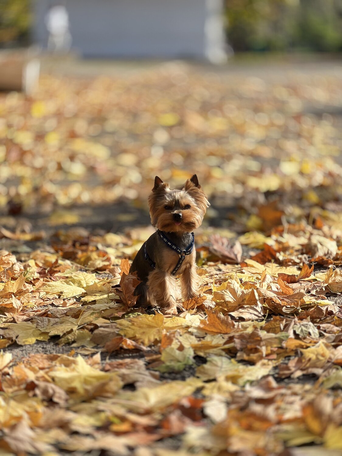 Фотография #9797922