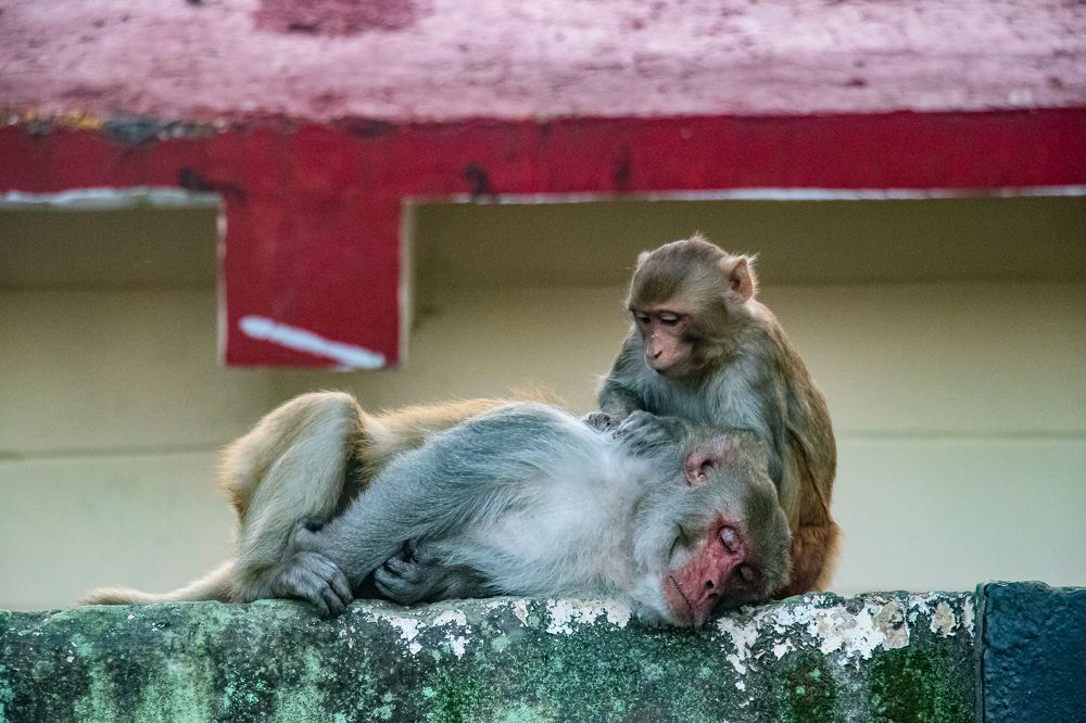 Photograph by Susobhan Biswas