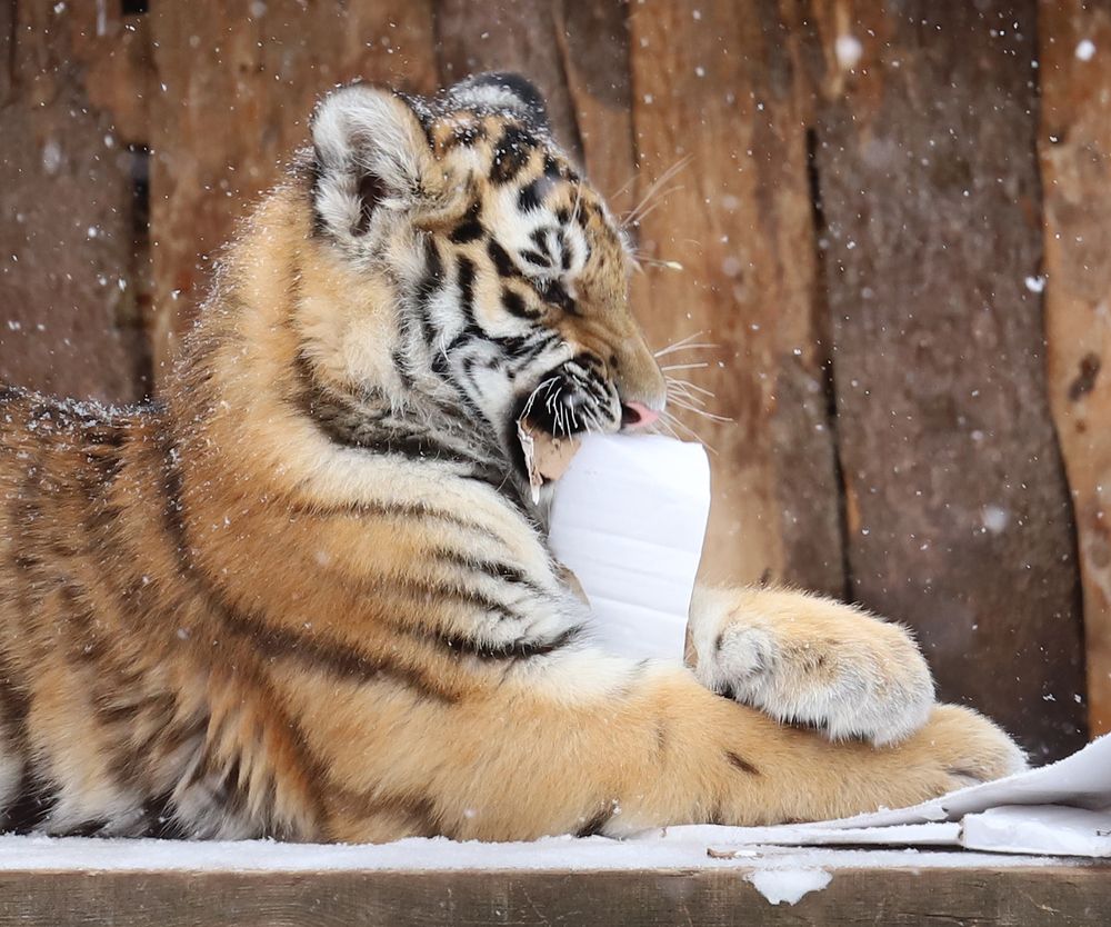 Фотография автора Светлана Бакулина