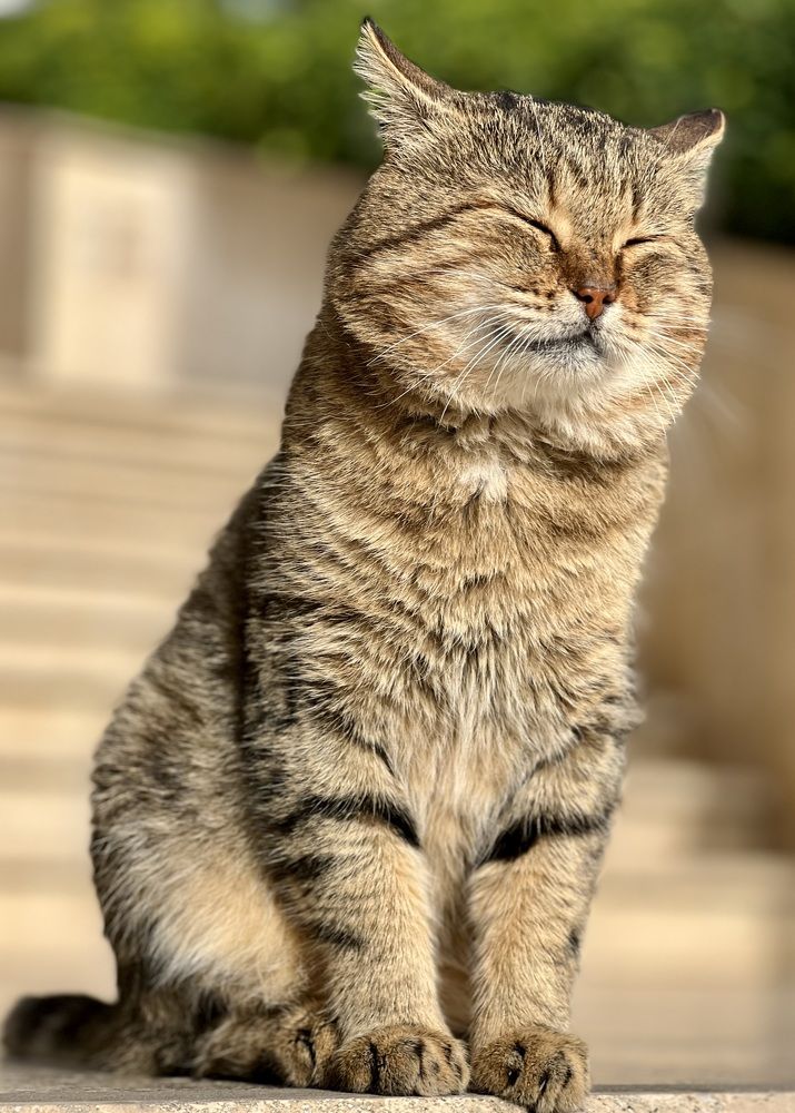 Я на солнышке сижу